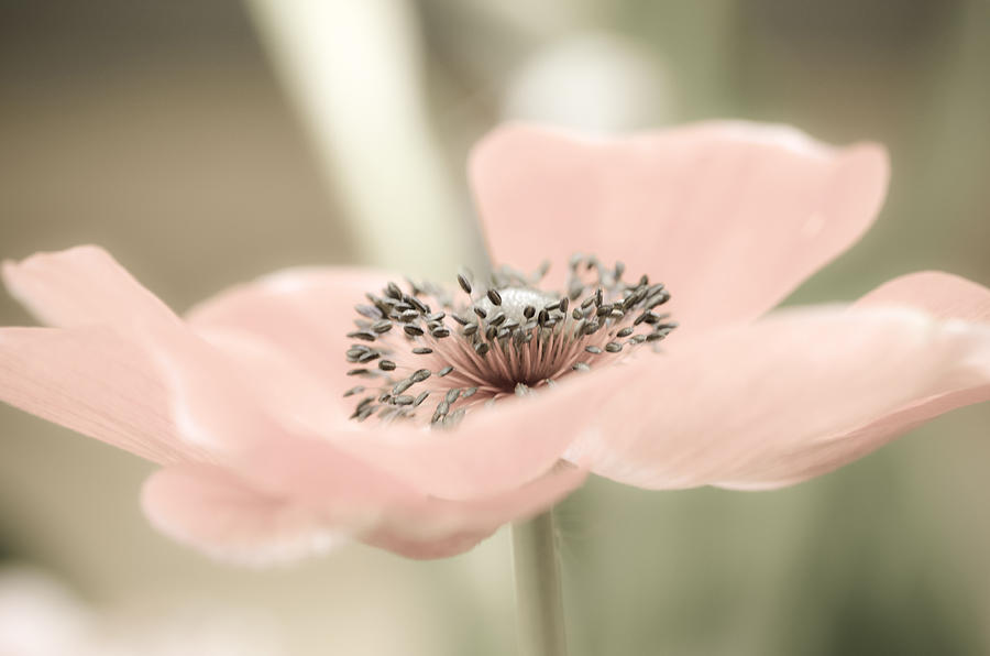 Delicate Anemone Photograph by Julie Palencia