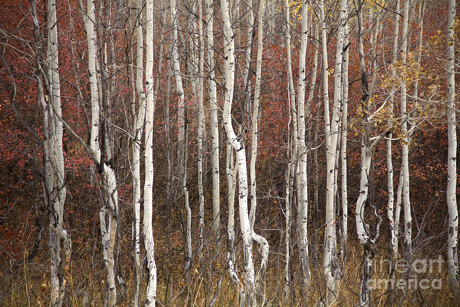 Delicate Aspens Photograph by Timothy Johnson