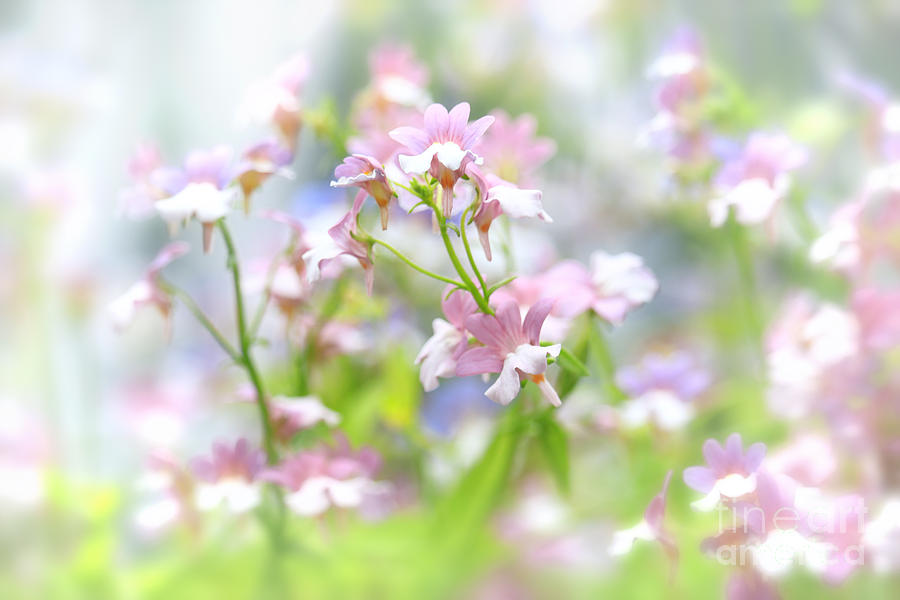 Delicate Beauty Photograph by Charline Xia