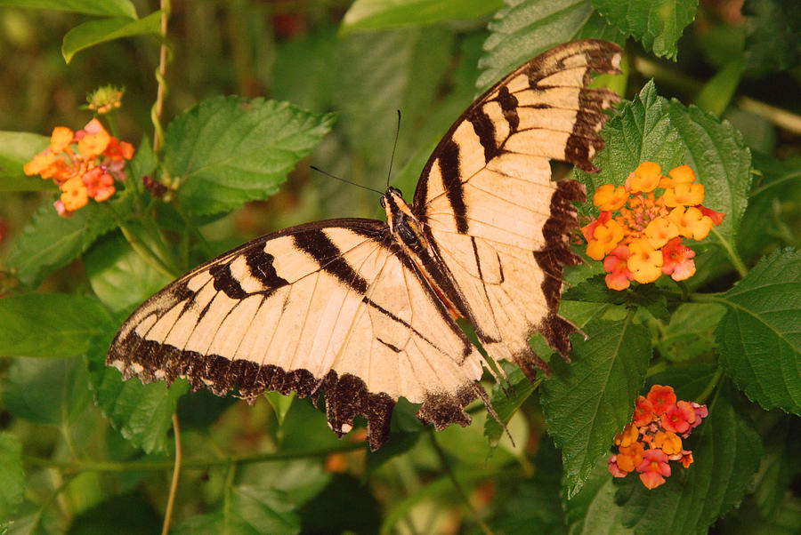 Delicate Beauty Photograph by Phillip Hannans Fine Art America