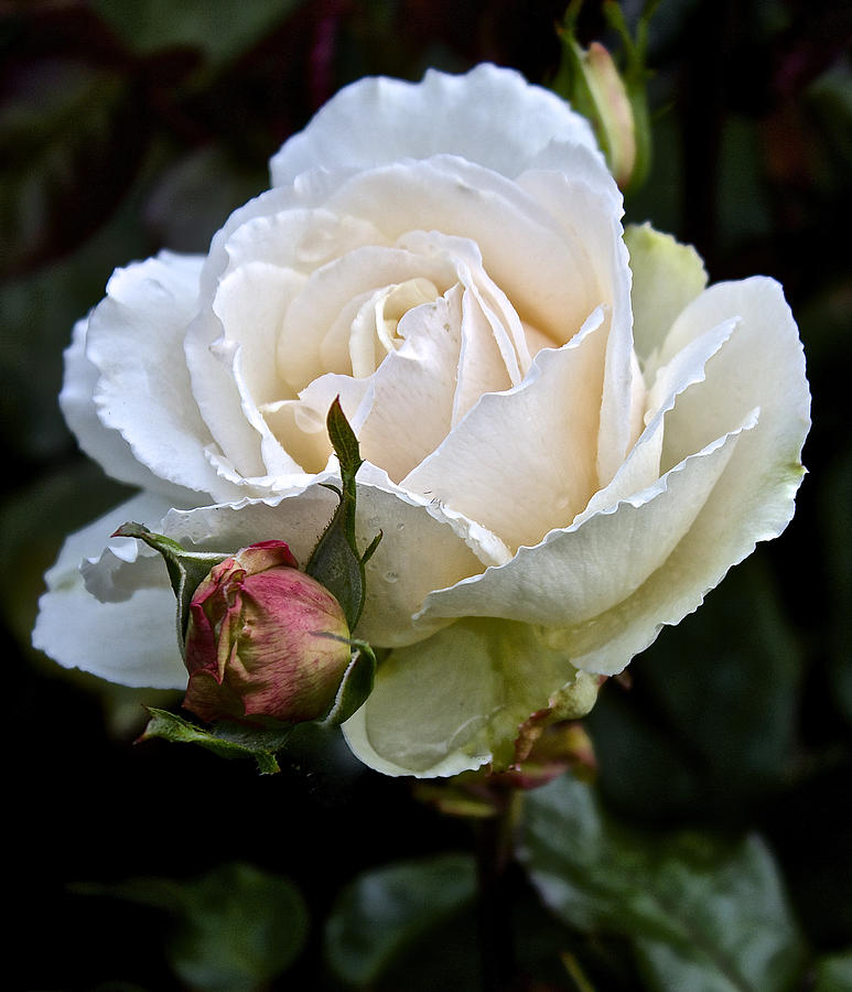 A Rose of Delicate Beauty Photograph by Venetia Featherstone-Witty