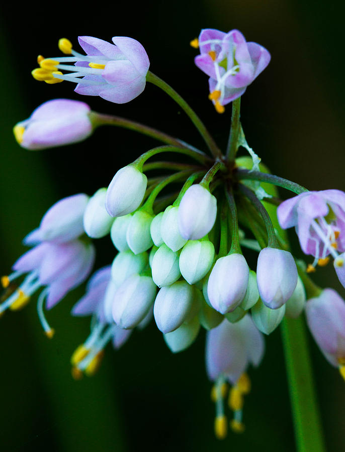 Delicate blooms Photograph by Haren Images- Kriss Haren