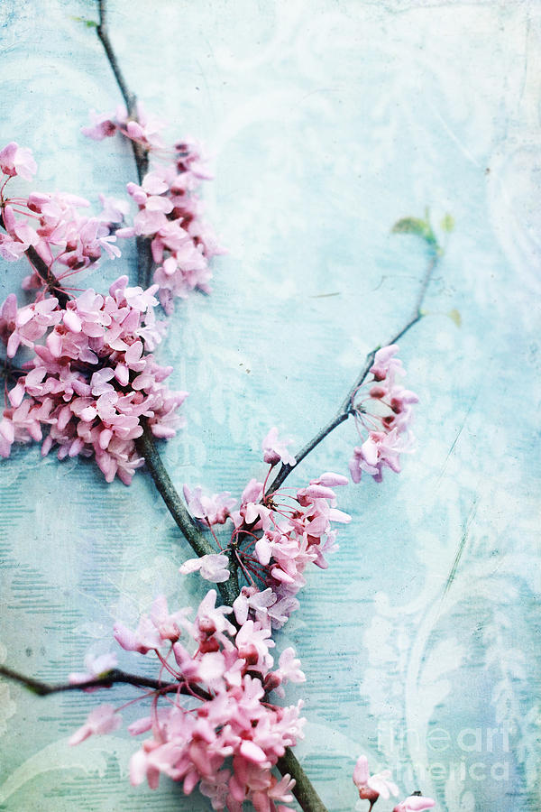 Delicate Blossoms Photograph by Stephanie Frey
