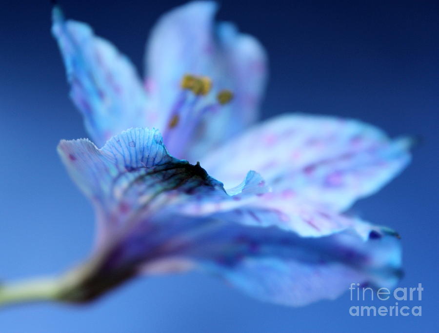 Nature Photograph - Delicate Blue by Krissy Katsimbras