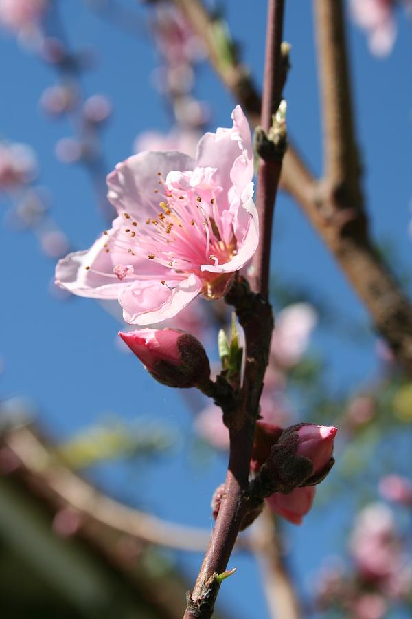 Delicate Buds of Peach Tree Blossom Photograph by Taiche Acrylic Art