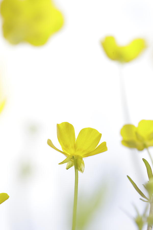 Delicate buttercup blossom Photograph by Ulrich Kunst And Bettina Scheidulin