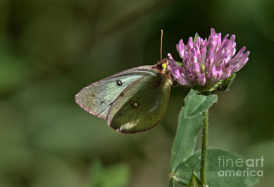 Delicate Butterfly Photograph by Cheryl Baxter