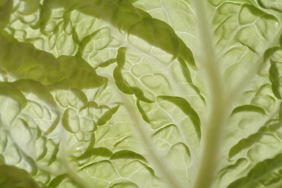 Delicate cabbage leaf Photograph by Ulrich Kunst And Bettina Scheidulin