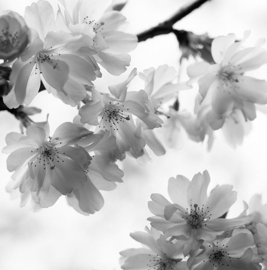 Delicate cherry blossoms - monochrome Photograph by Ulrich Kunst And ...