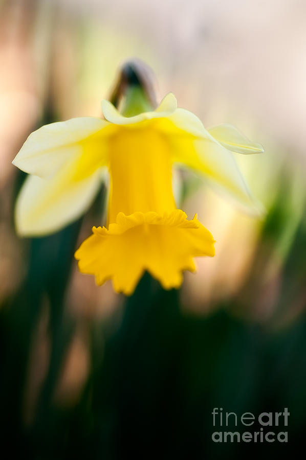 Delicate Daffodil Photograph by Venetta Archer