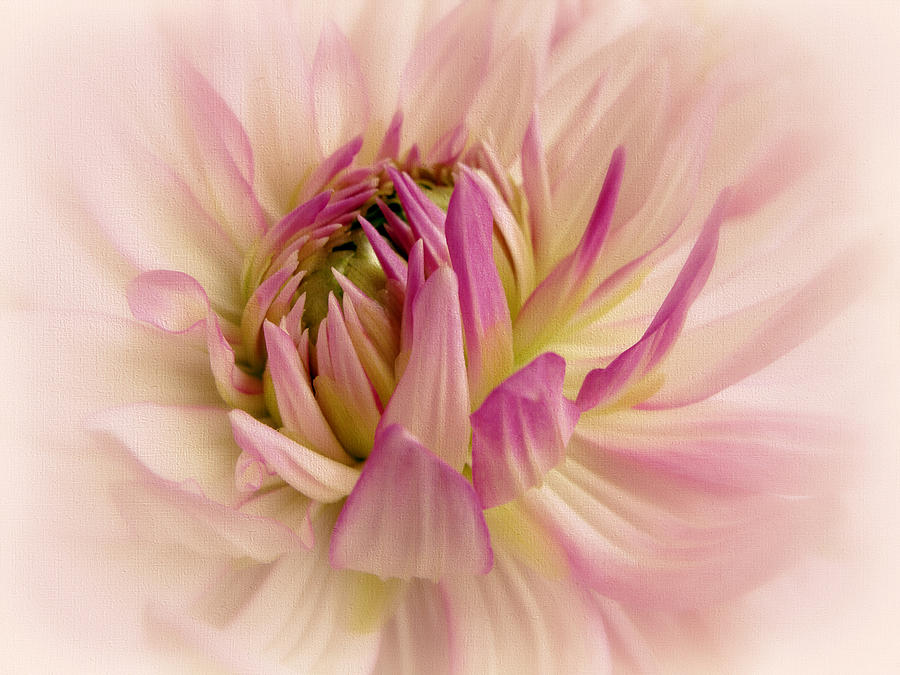Spring Photograph - Delicate Dahlia by Jessica Jenney