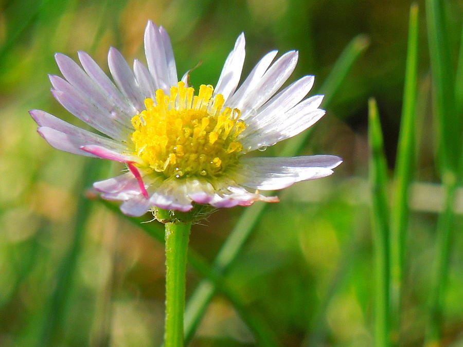 Daisy Photograph - Delicate Daisy In the Wild by Donna Jackson