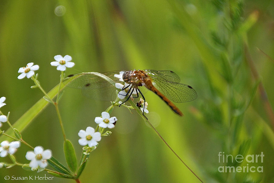 Delicate Damsel Photograph by Susan Herber