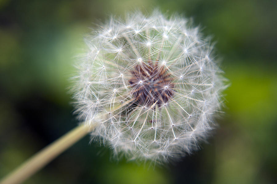 Delicate Dandelion Photograph by Tammy Harriss | Fine Art America