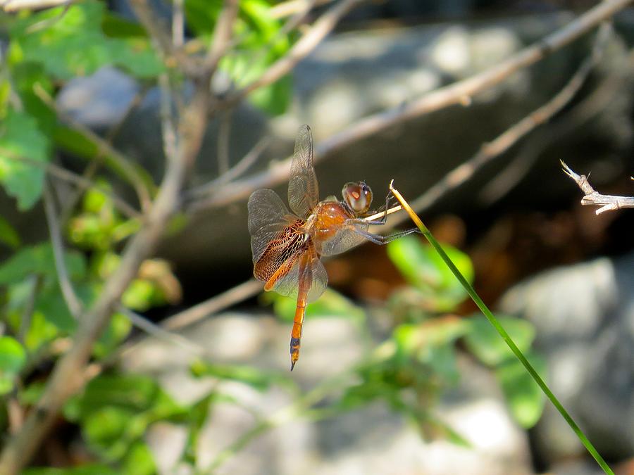 Delicate Dangling Dragonfly Photograph