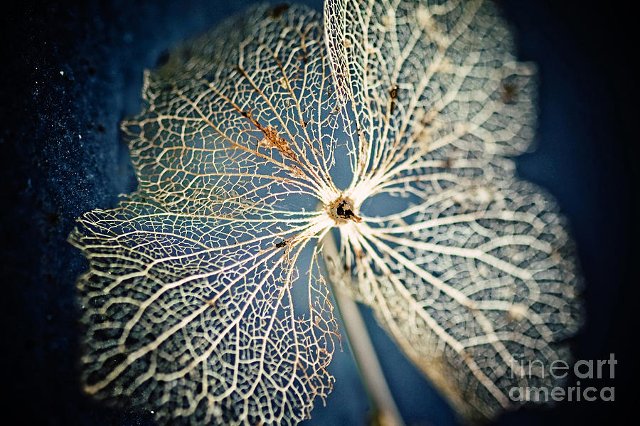 Nature Photograph - Delicate-dried Hydrangea Petals by Sylvia Cook