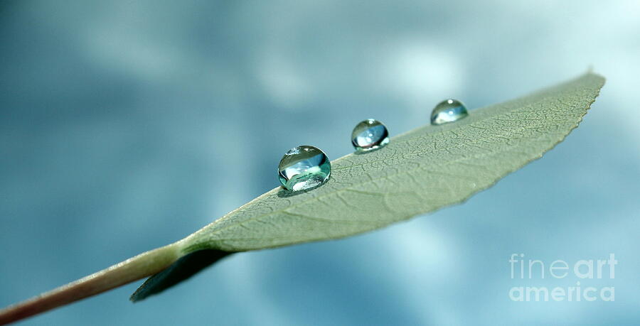 Nature Photograph - Delicate Drops by Krissy Katsimbras