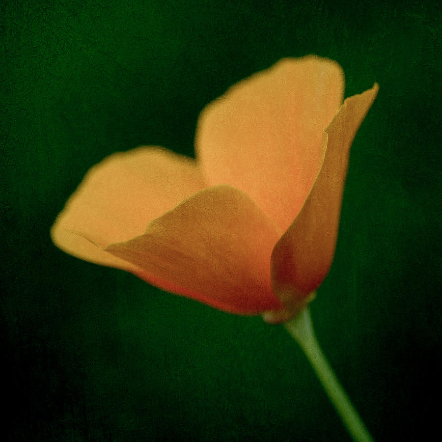 Flower Photograph - Delicate Edge by Liz Mackney