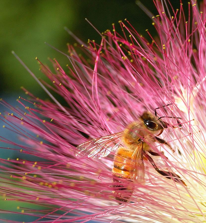 Delicate Embrace - Bee and Mimosa Photograph by Steven Milner