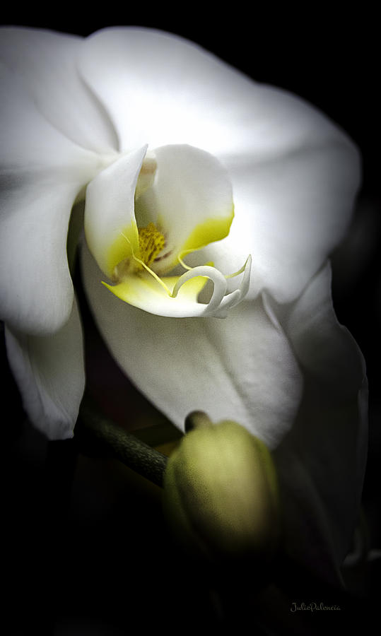 Delicate Exotic Orchid Photograph by Julie Palencia