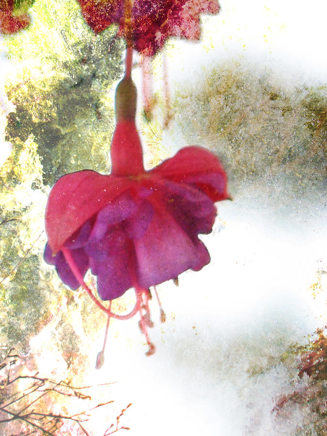 Delicate Fall - Red Flowers - Textured Photograph by Marie Jamieson