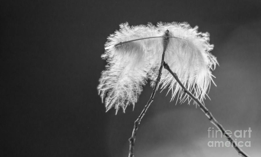 Delicate Feather Photograph by Cheryl Baxter