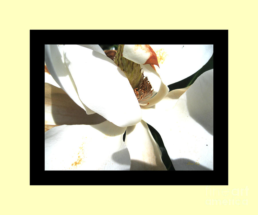 Magnolia Movie Photograph - Delicate Flower by Oksana Semenchenko