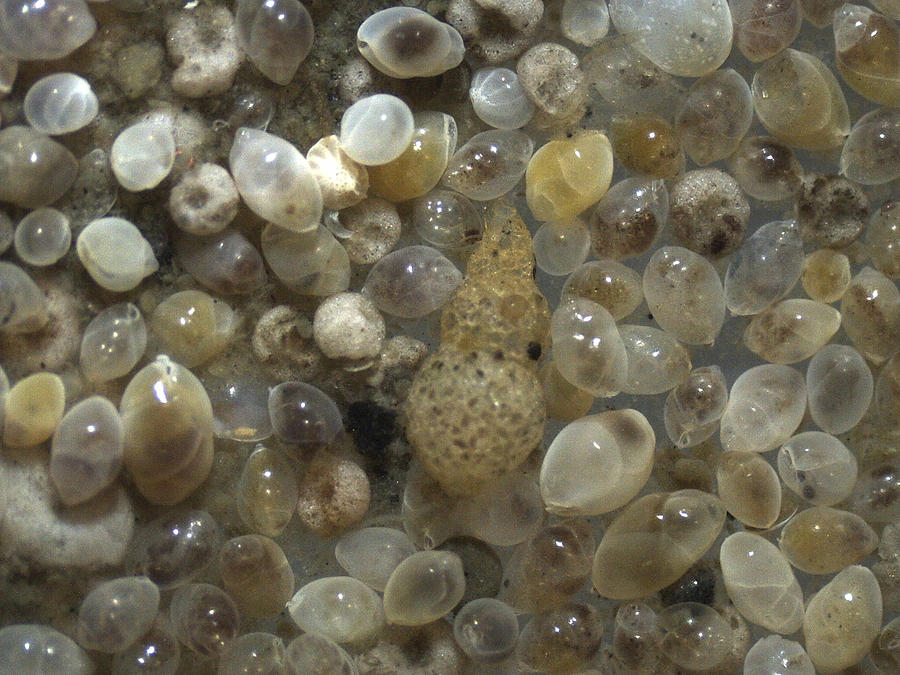 Delicate Foraminifera Photograph by Carleton Ray