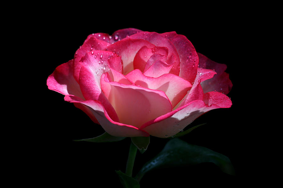 Rose Photograph - Delicate Fountain by Doug Norkum