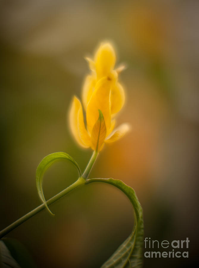 Flower Photograph - Delicate Fountain of Gold by Mike Reid