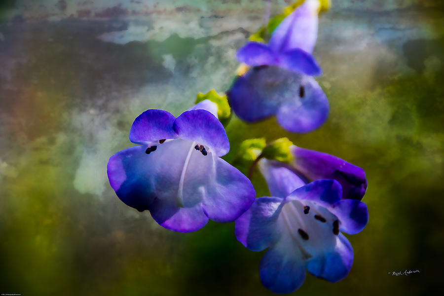 Delicate Garden Beauty Photograph by Mick Anderson