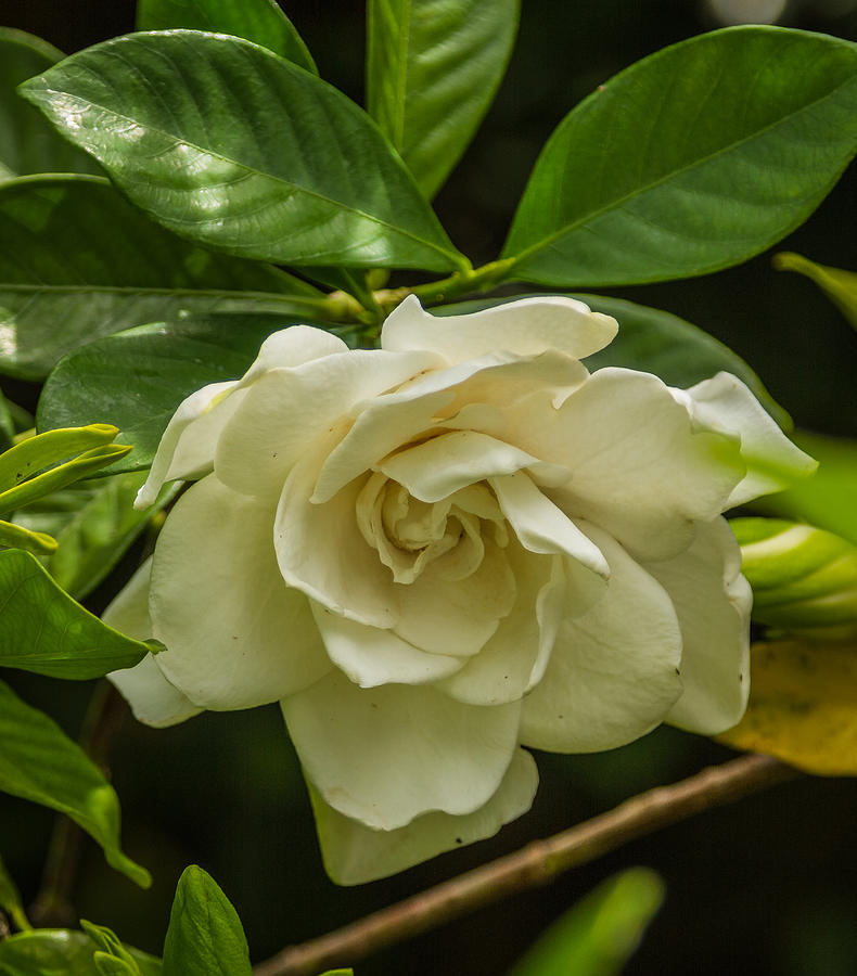 Delicate gardenia Photograph by Jane Luxton
