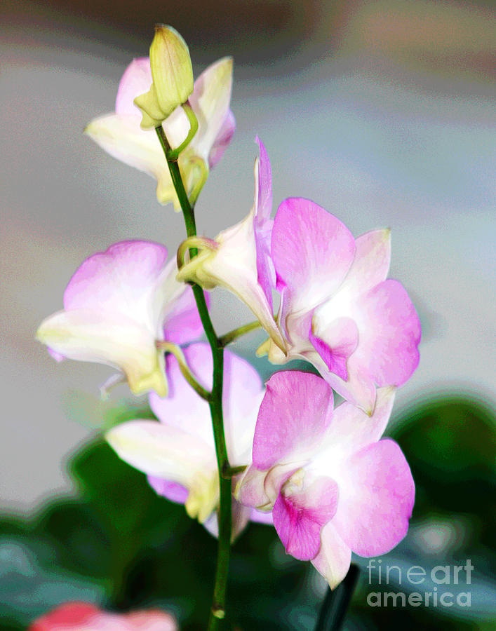 Delicate Hawaiian Orchids Photograph by Larry Oskin