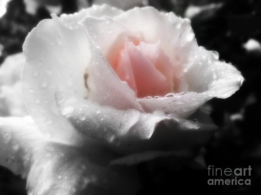 Nature Photograph - Delicate by Heather L Wright