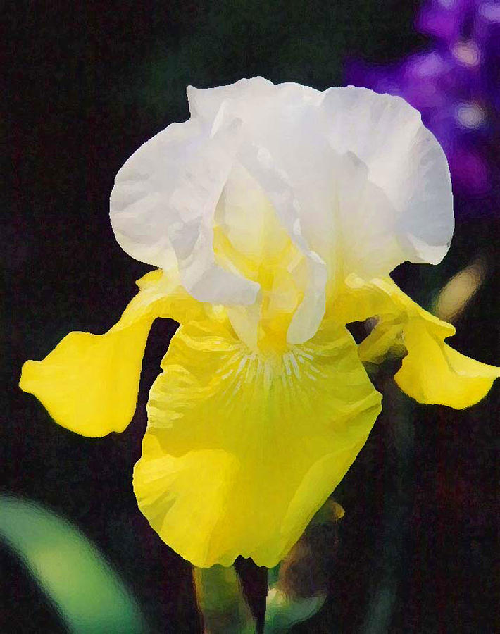 Delicate Impression White and Yellow Iris Photograph by Robert J Sadler
