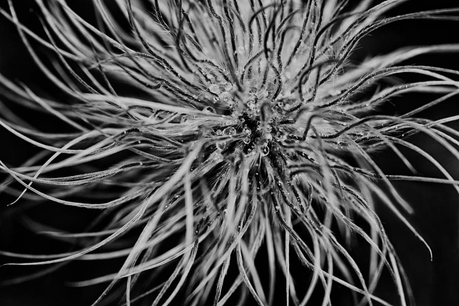 Black And White Photograph - Delicate Intrigue by Mark Kiver