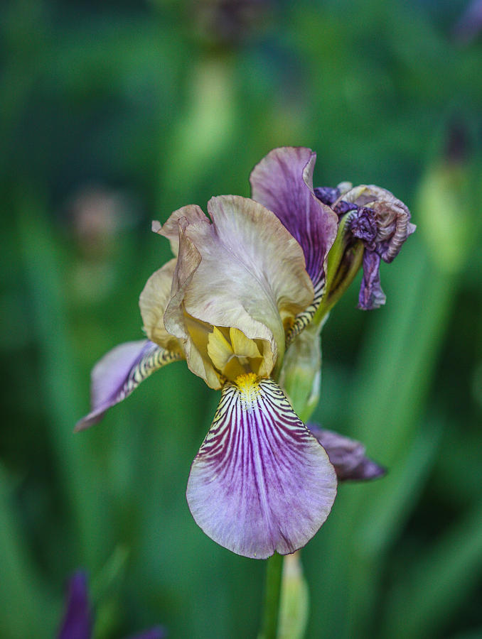 Delicate Iris Photograph by Jane Luxton