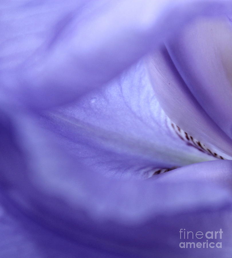 Iris Photograph - Delicate Iris by Krissy Katsimbras