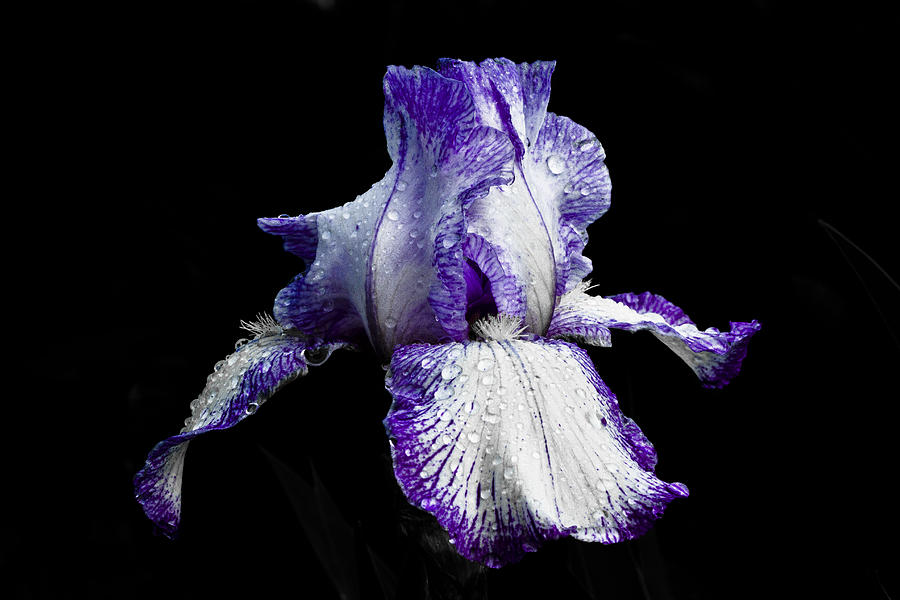 Delicate Iris Photograph by Lowell Monke