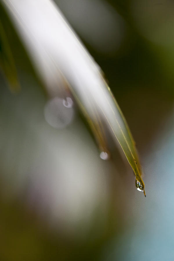 Delicate Photograph by Jon Glaser