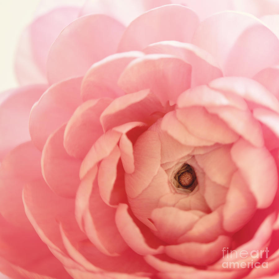 Rose Photograph - Delicate by Kim Fearheiley