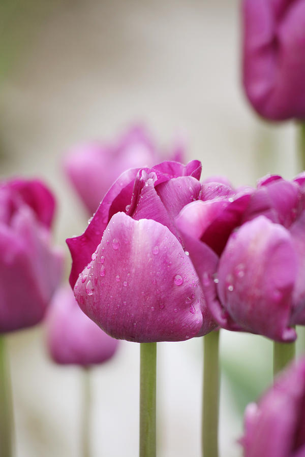 Tulip Photograph - Delicate Lavender Tulips by Karla DeCamp