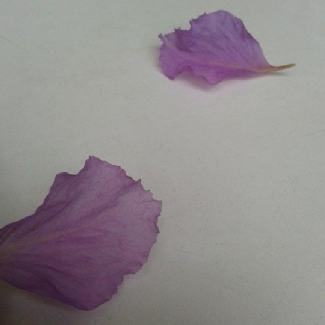Petals Photograph - #delicate #lilac #petals #white by Beatrice Lai