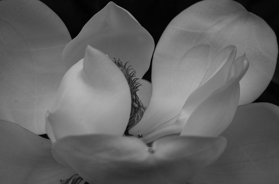 Magnolia Movie Photograph - Delicate Magnolia by Bonnie Leigh Delar