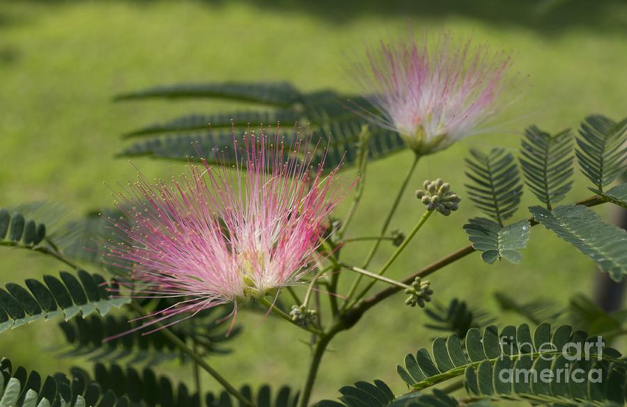 Delicate Mimosa Blossoms Photograph by MM Anderson