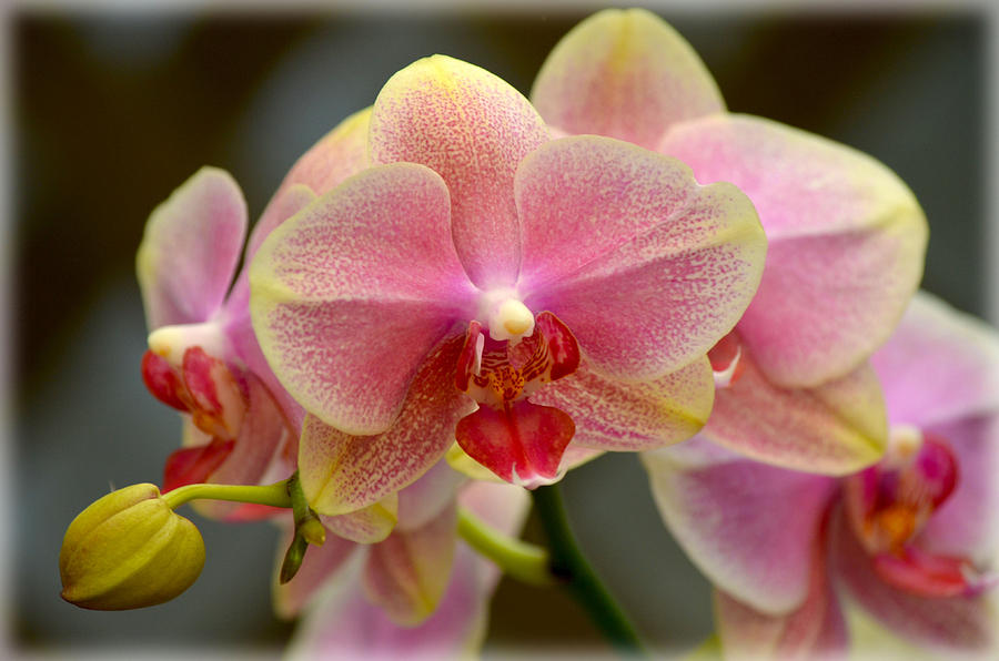 Delicate Orchids Photograph by Amanda Vouglas