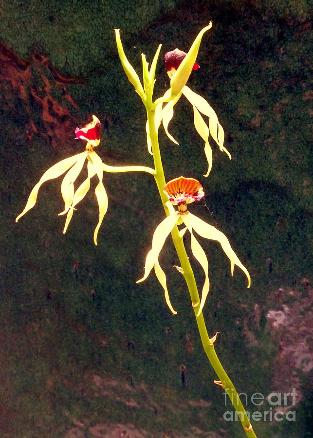 Orchid Photograph - Delicate Orchids by Barbie Corbett-Newmin