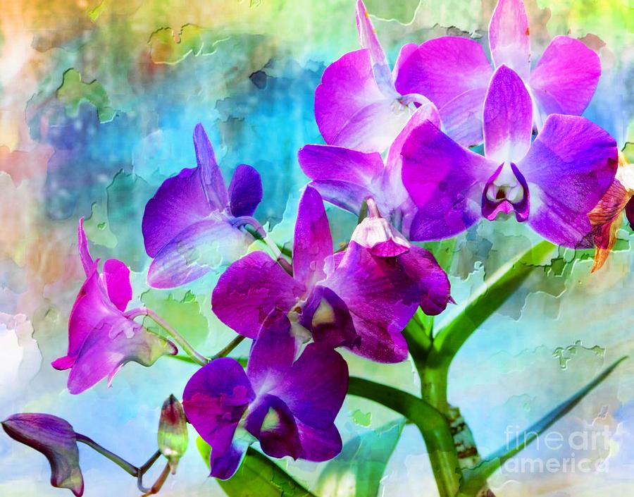 Delicate Orchids Photograph