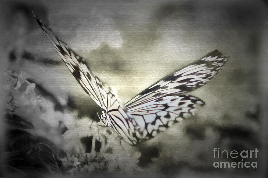 Delicate Paperwhite butterfly Black and White Photograph by Sandra Clark