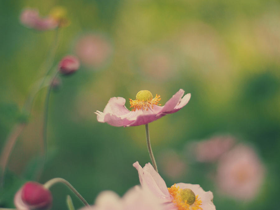 Flowers Photograph - Delicate by Patrick Horgan Flowers Photograph - Delicate by Patrick Horgan